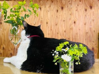 ワンショットグラスにチョコっとお地味花　byさぶ店長／無断転載禁止（C）コクハク