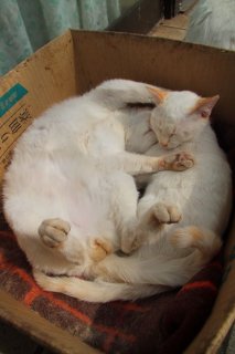 お兄ニャン、そんな無防備スタイルで大丈夫？ “たまたま”を心配する妹猫の優しさにキュン♡