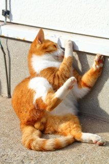 スキマに夢中な“にゃんたま”くん、向こうに何が見える？「もう一つの世界があるにゃ」