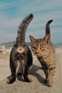 選ばれし“イケにゃん”2匹がご降臨！ゆくたまωくるたまω、2つの鐘にシャッターが止まらない♡
