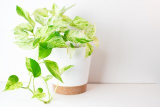 元気いっぱい！（写真:iStock）