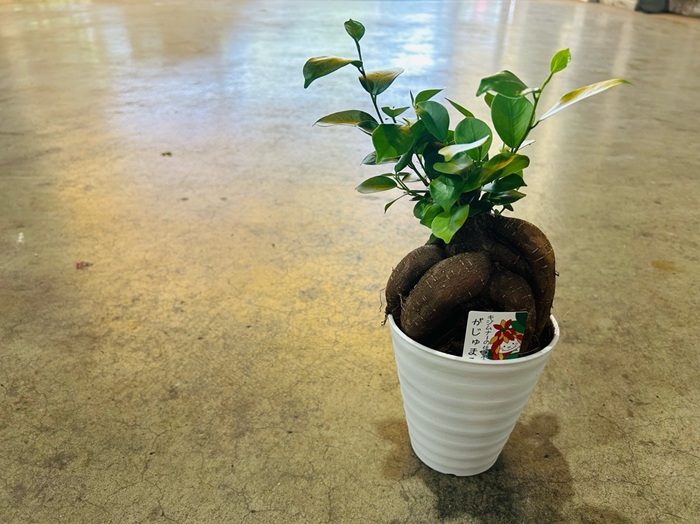富と幸せを運ぶ開運植物／無断転載禁止（C）コクハク