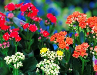 カラフルで切花としても楽しめます／無断転載禁止（C）コクハク