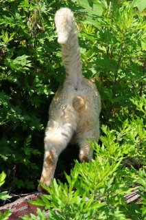 猫さまについて行くと… 草むらの先には“にゃんたまの里”があるのかも