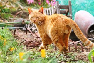 猫の「まなざし」に恋をした…“にゃんたま”には何が詰まっているの？