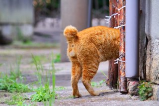 ポンポン尻尾にメロメロ♡  “にゃんたま”丸見えの姿に心をくすぐられちゃう