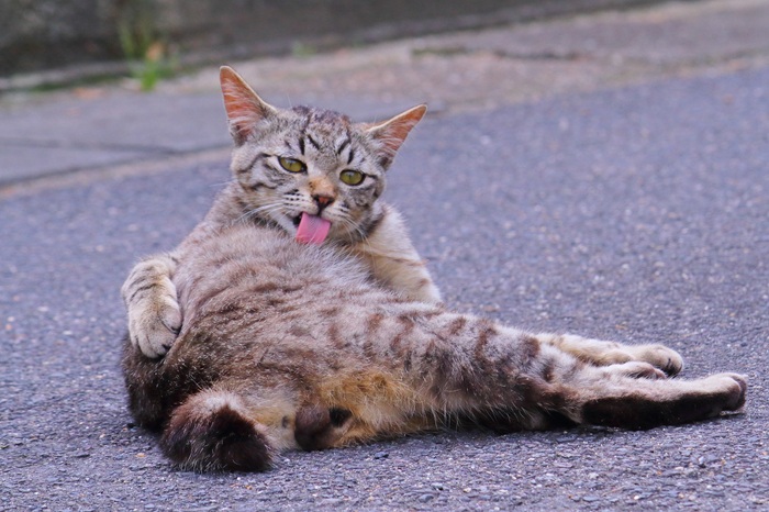 （写真:芳澤ルミ子）