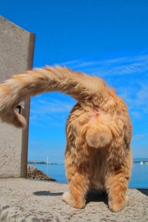 ゴクリ…日本最大級“にゃんたま”様に出会ってしまった。撮影困難な生きる伝説にひれ伏す！