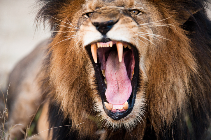 ライオンと素手で戦って…（写真:iStock）