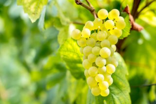 ブドウの木はブドウの実しか…（写真:iStock）