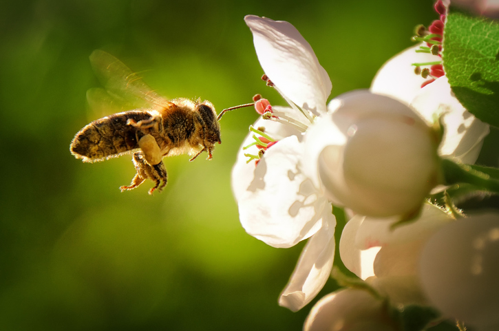 受粉が終わったら…（写真:iStock）