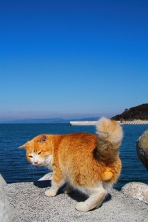 港のにゃんたま様「食い損ねたんじゃ！」お目当ての魚を探索中、“たまたま”がチラリ♪