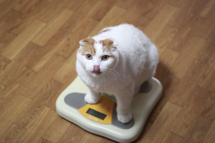 ダイエット、したほうがいいよね？（写真:iStock）
