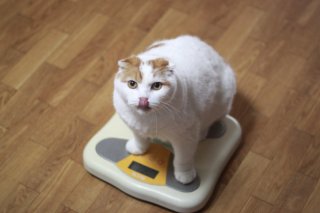 ダイエット、したほうがいいよね？（写真:iStock）