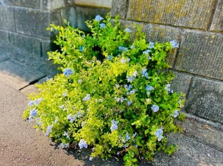  茎が落ちてそのままドブ板の隙間に根が張ったと予想／無断転載禁止（C）コクハク