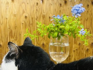 ワシも元気を分けてもらおうかの byさぶ店長／無断転載禁止（C）コクハク