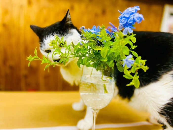 こりゃ食えんのか？ byさぶ店長　　／無断転載禁止（C）コクハク