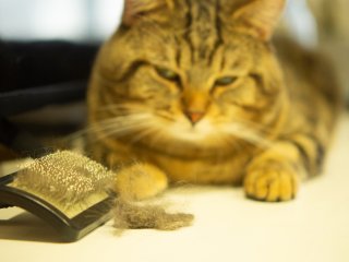 抜け毛さえも愛おしい（写真:iStock）