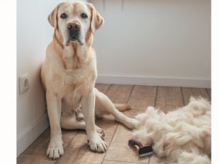 換毛期が来る～！ 愛するペットと飼い主のサバイバル術。ガチで“使える”のはコロコロだけじゃない 