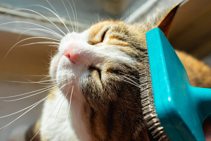 マメなブラッシングを（写真:iStock）