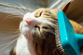 マメなブラッシングを（写真:iStock）