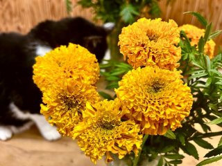 花屋が一押し！敬老の日に「マリーゴールド」を贈りたい理由。長持ちさせるコツはある？