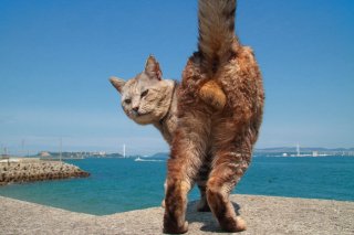 生きる伝説、“スター★にゃんたま”の貫禄あふれるポージングを見よ！