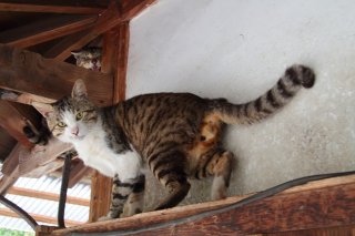 “にゃんたま”様の背後に潜む怪しい影…おわかりいただけただろうか