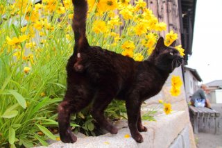 猫のしっぽがピン！ 誰を待ってるの？ 幸せの黄色い花に映える“にゃんたま”見せて♡