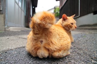 猫さま「ただ受け止めよ…」風に身を任せる“にゃんたま”のありがた～い説法が聞こえる？