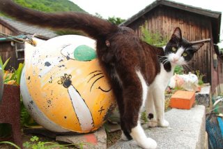 スター猫になれるかな？ 夢見るハチワレ“にゃんたま”の練習風景をチラリ☆