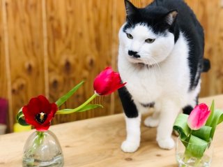 もうすぐチューリップも季節。こいつは妖精が宿っているらしいぜ　byさぶ店長／無断転載禁止（C）コクハク