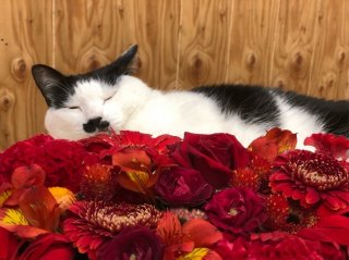 おばば軍団から聞いた不思議な話。植物のパワーって本当にある？ 花屋おすすめの“魔除けになる”飾り方