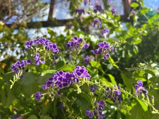 コンクリ貫通の生命力！「タカラジェンヌ」が由来の高貴なお花、寒さに弱いはずが“3度の冬”を越えたわけ