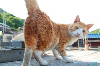 見返り“にゃんたま”の眼差しにズキュン♡白ソックスの王道ポーズにやられた…