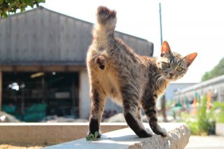 「僕んち来ないか?」って誘ってる? きゅるるん猫の“にゃんたま”に妄想が捗ります♡