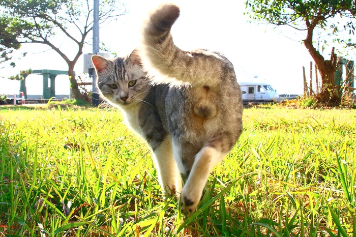 （写真:芳澤ルミ子）
