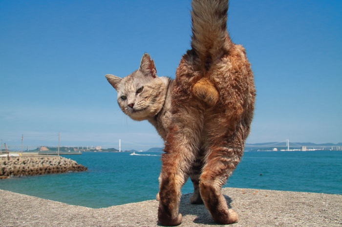 （写真:芳澤ルミ子）