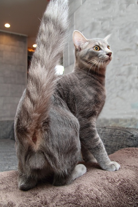 （写真:芳澤ルミ子）