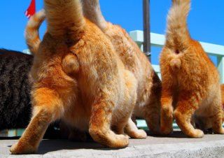 “にゃんたま”族が大行進!「おいしいオヤツはどこにゃ?」思わずシッポがピン♪