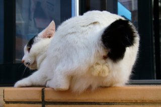 イカ耳で警戒中！ まあるい尻尾の“にゃんたま”先生、相変わらずキュートだね♡