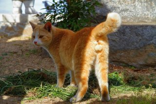 キラキラ輝く猫さまの曲線美…見よ、これが太陽系に輝く“にゃんたま”だ！