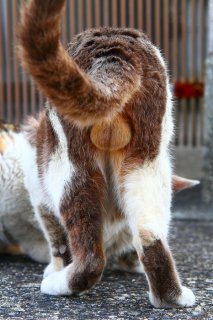 神聖なる“にゃんたま”様、願いを叶えて…！「世界中のネコ様が幸福でありますように」