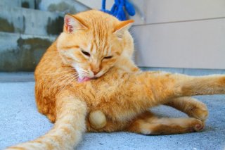 なんて見事な“にゃんたま”…！毛繕い中のねこ様がひょいっとポージング♡