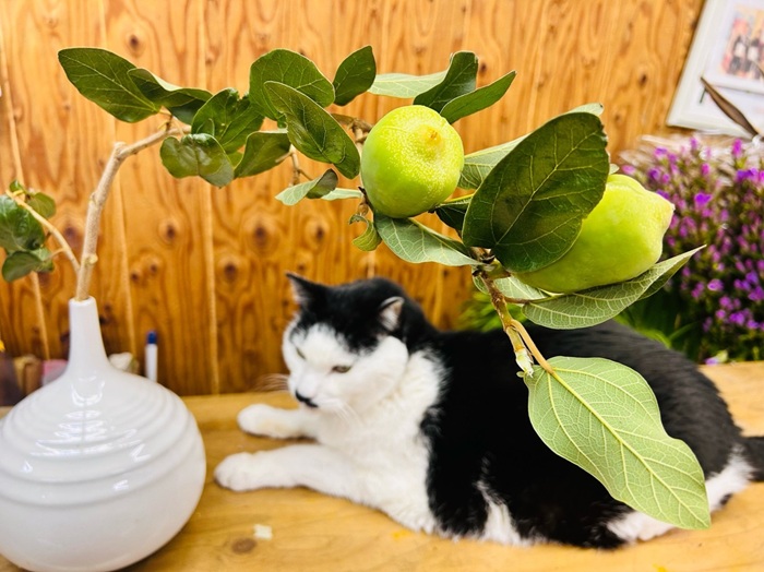 実の大きさの比較にワシを使うなや byさぶ店長