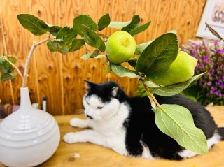 可愛い顔して暴れん坊!“良縁を結ぶツル”の凄まじい繁殖力と開運パワー。室内で楽しむのもオススメ