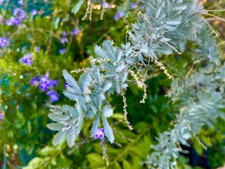 夏、水やりを3日忘れたら花と葉が落ちた byさぶ店長／無断転載禁止（C）コクハク