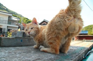 （写真:芳澤ルミ子）
