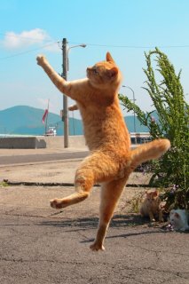 （写真:芳澤ルミ子）