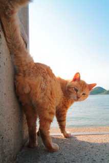 （写真:芳澤ルミ子）